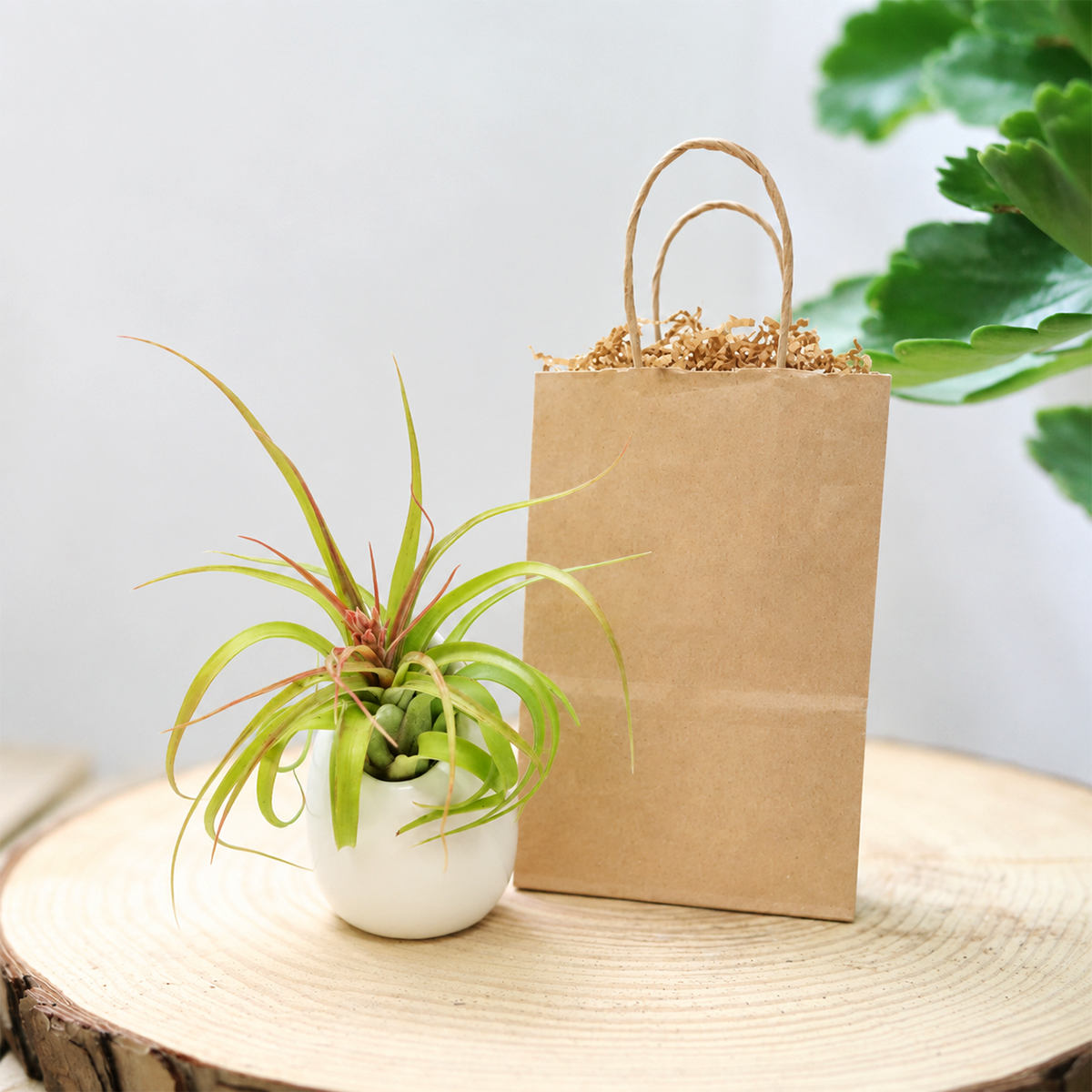 buy custom tillandsia air plant with gift wrapped large ivory ceramic vase live air plant streptophylla hybrid online, wild curling silvery-green leaves with rosy-red blush tips, thick trichome-covered textured foliage, compact rosette growth form, soilless epiphyte with no soil needed, nestled in a smooth round ivory ceramic vase for a modern minimalist desk display, makes a stunning ready-to-give gift for plant lovers and beginners alike