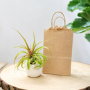 buy custom tillandsia air plant with gift wrapped large ivory ceramic vase live air plant streptophylla hybrid online, wild curling silvery-green leaves with rosy-red blush tips, thick trichome-covered textured foliage, compact rosette growth form, soilless epiphyte with no soil needed, nestled in a smooth round ivory ceramic vase for a modern minimalist desk display, makes a stunning ready-to-give gift for plant lovers and beginners alike