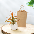 buy custom tillandsia air plant with gift wrapped large ivory ceramic vase live air plant streptophylla hybrid online, wild curling silvery-green leaves with rosy-red blush tips, thick trichome-covered textured foliage, compact rosette growth form, soilless epiphyte with no soil needed, nestled in a smooth round ivory ceramic vase for a modern minimalist desk display, makes a stunning ready-to-give gift for plant lovers and beginners alike