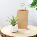 buy custom tillandsia air plant with gift wrapped large ivory ceramic vase live air plant streptophylla hybrid online, wild curling silvery-green leaves with rosy-red blush tips, thick trichome-covered textured foliage, compact rosette growth form, soilless epiphyte with no soil needed, nestled in a smooth round ivory ceramic vase for a modern minimalist desk display, makes a stunning ready-to-give gift for plant lovers and beginners alike