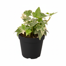 Glacier English Ivy in black decorative pot, easy to grow houseplants, live indoor plants for sale