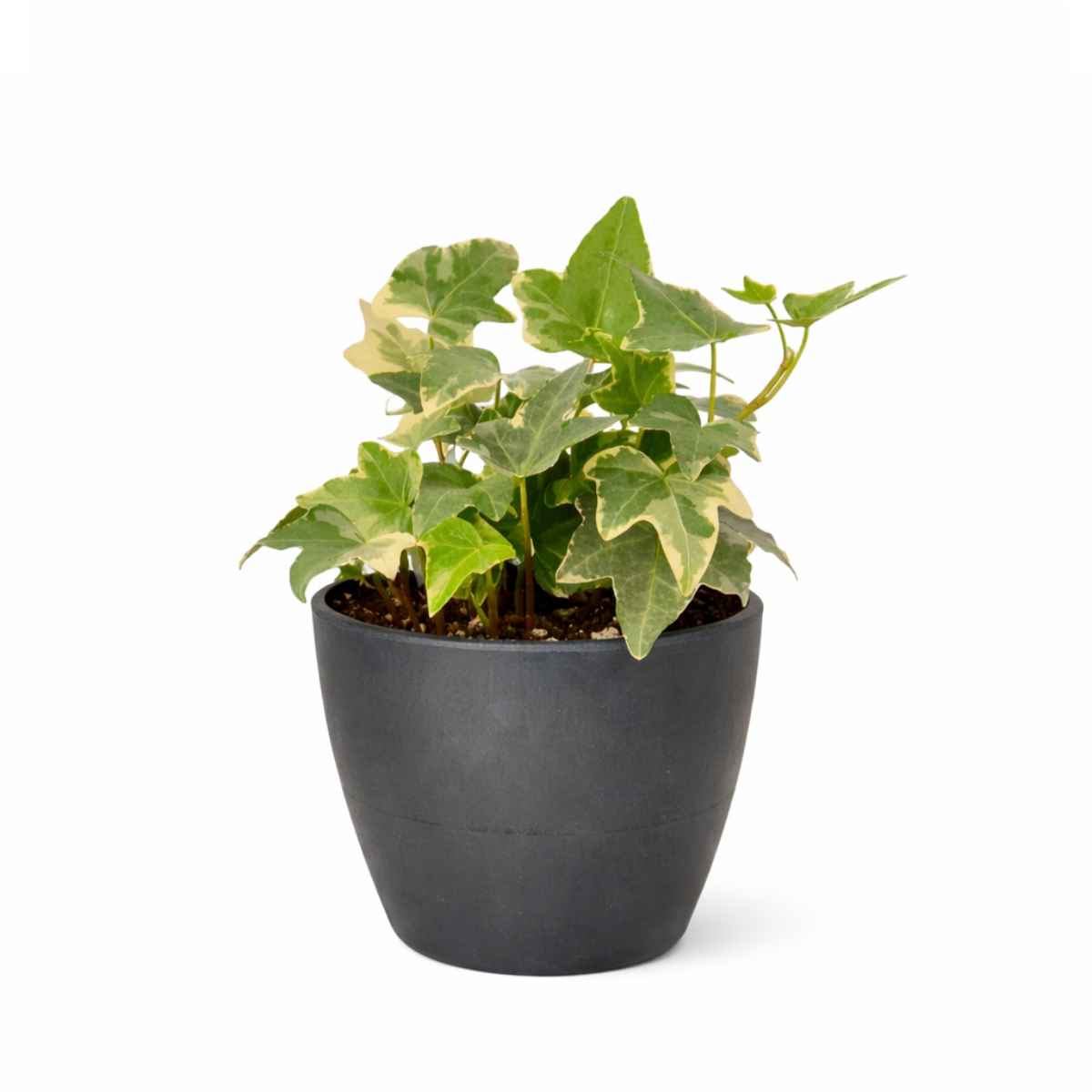 Gracier English Ivy, Hedera helix Glacier, evergreen trailing plant for ground and wall covering, variegated, fast-growing and easy care plant for hanging baskets, best air-purifying plant for indoor spaces