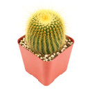 Buy 4" Golden Ball Cactus (Parodia leninghausii) Bare Root online. This striking cactus features a tall cylindrical shape covered in dense golden spines that create a soft, glowing appearance. It thrives in bright, indirect light with well-draining soil and occasional watering. Shipped bare root, it's an excellent choice for collectors, sunny windowsills, or modern cactus displays.