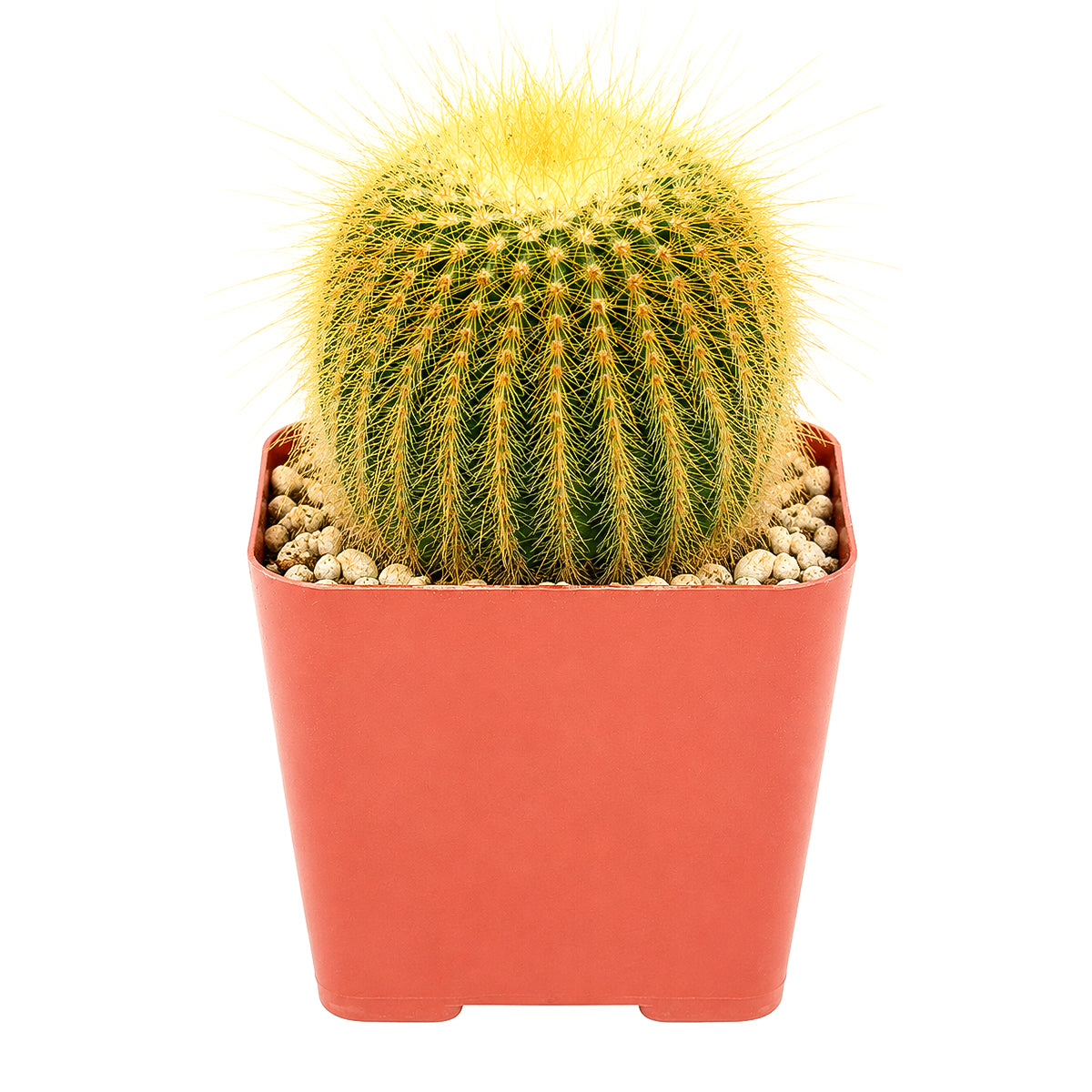4" Golden Ball Cactus (Parodia leninghausii) Bare Root for sale. Featuring a sculptural columnar form and vibrant golden spines, this cactus makes a bold focal point in any succulent arrangement or cactus collection. It requires very little maintenance and thrives in well-draining soil with bright, indirect light. Shipped bare root for safe transport and easy repotting.