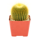 Buy 4" Golden Ball Cactus (Parodia leninghausii) Bare Root online. This striking cactus features a tall cylindrical shape covered in dense golden spines that create a soft, glowing appearance. It thrives in bright, indirect light with well-draining soil and occasional watering. Shipped bare root, it's an excellent choice for collectors, sunny windowsills, or modern cactus displays.