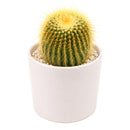 Buy 4" Golden Ball Cactus (Parodia leninghausii) Bare Root online. This striking cactus features a tall cylindrical shape covered in dense golden spines that create a soft, glowing appearance. It thrives in bright, indirect light with well-draining soil and occasional watering. Shipped bare root, it's an excellent choice for collectors, sunny windowsills, or modern cactus displays.