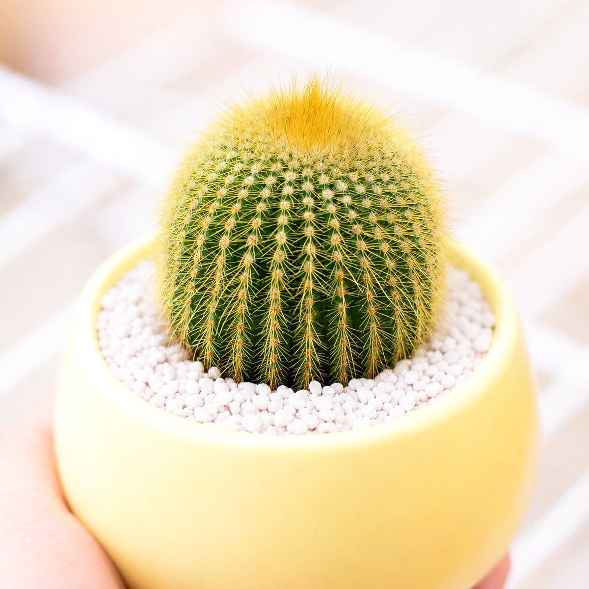 4" Golden Ball Cactus (Parodia leninghausii) Bare Root for sale. Known for its brilliant golden spines and elegant upright growth, this cactus brings texture and warmth to any indoor plant collection. It grows best in bright conditions with a fast-draining cactus mix and minimal watering. Shipped bare root and ready to be planted in your favorite container