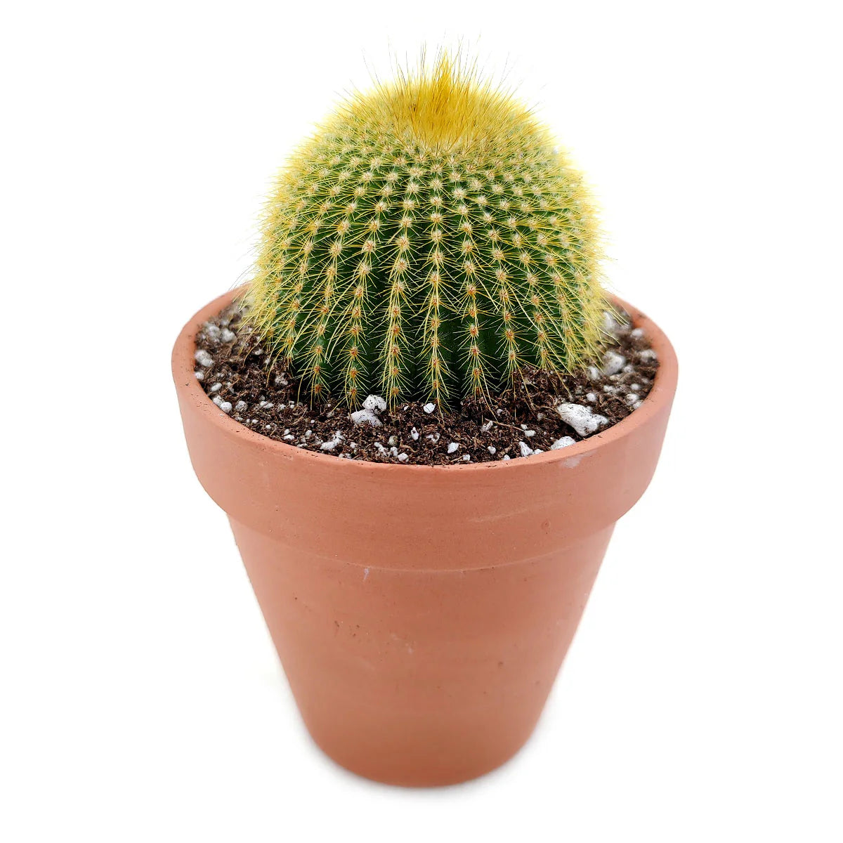 Buy 4" Golden Ball Cactus (Parodia leninghausii) Bare Root online. This striking cactus features a tall cylindrical shape covered in dense golden spines that create a soft, glowing appearance. It thrives in bright, indirect light with well-draining soil and occasional watering. Shipped bare root, it's an excellent choice for collectors, sunny windowsills, or modern cactus displays.