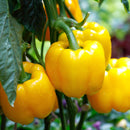plant nursery near me, buy vegetable plants online, buy vegetable plants online