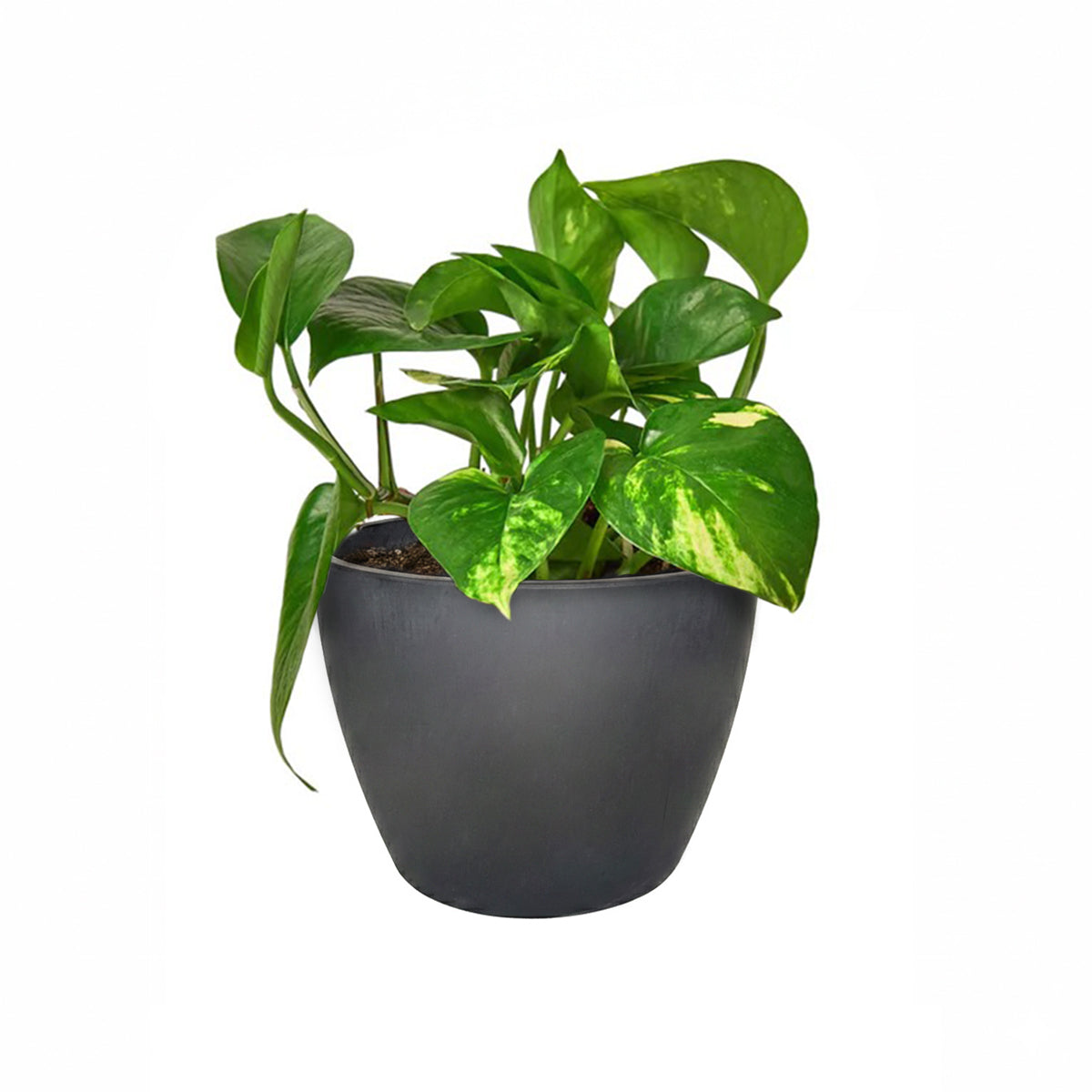 Golden Pothos, air-purifying houseplant, plants recommended by NASA for cleaning indoor air, buy pothos houseplant online, online plant nursery california