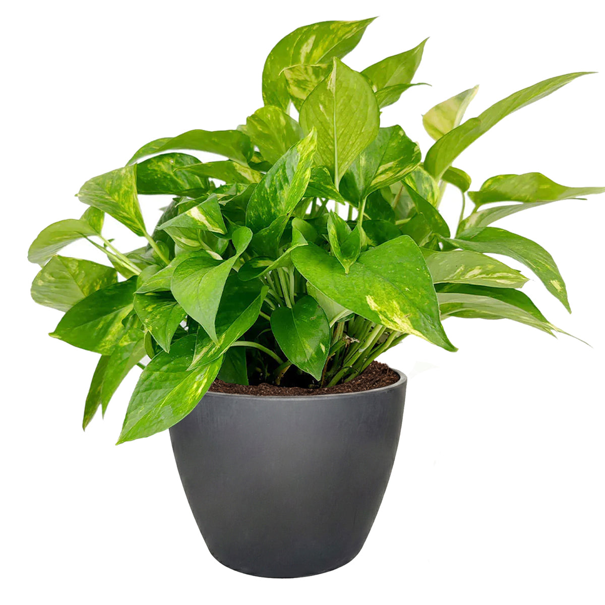 Golden Pothos, air-purifying houseplant, plants recommended by NASA for cleaning indoor air, buy pothos houseplant online, online plant nursery california