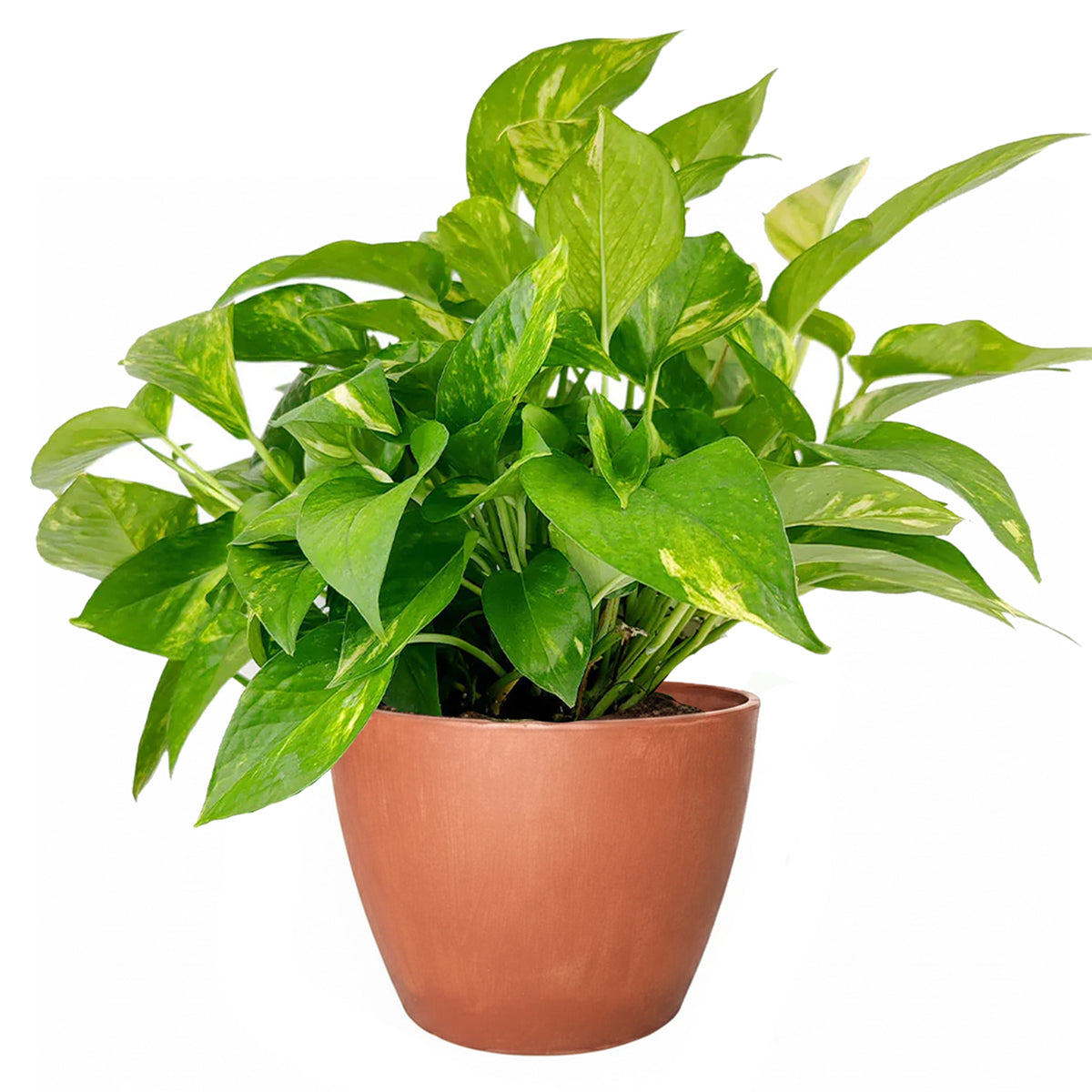 Golden Pothos, air-purifying houseplant, plants recommended by NASA for cleaning indoor air, buy pothos houseplant online, online plant nursery california