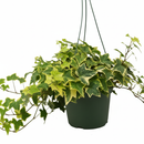 Ivy Kolibre, Hedera helix Kolibri, English Ivy Kolibre, ivy plant, kolibre ivy, ivy plant care, ivy plant for sale, Ivy Kolibre care, Ivy Kolibre near me, trailing houseplants, best trailing plants, indoor trailing houseplant, ivy plant décor ideas, ivy plant gift ideas, Kolibre ivy care