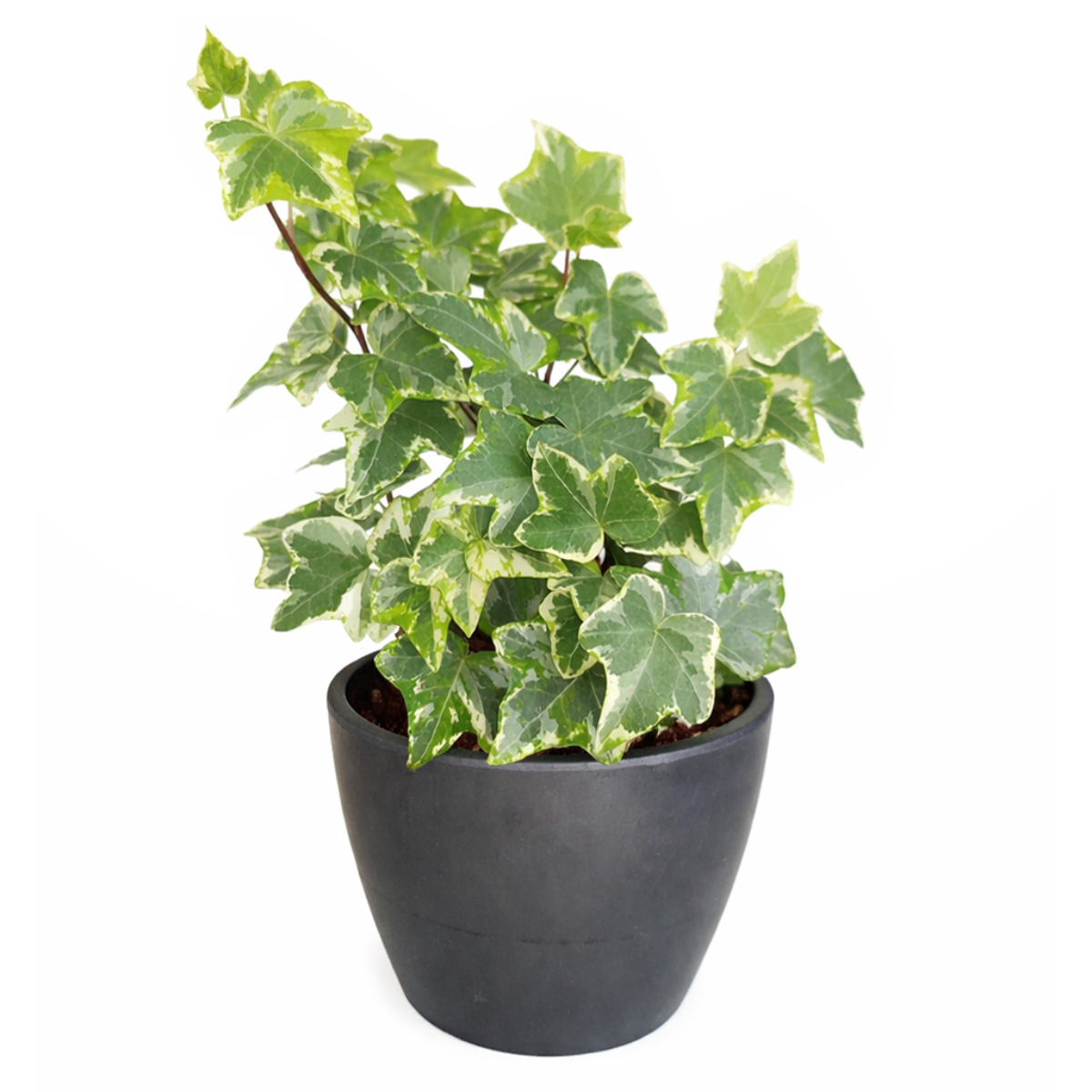 Ivy Kolibre, Hedera helix Kolibri, English Ivy Kolibre, ivy plant, kolibre ivy, ivy plant care, ivy plant for sale, Ivy Kolibre care, Ivy Kolibre near me, trailing houseplants
