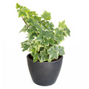 Ivy Kolibre, Hedera helix Kolibri, English Ivy Kolibre, ivy plant, kolibre ivy, ivy plant care, ivy plant for sale, Ivy Kolibre care, Ivy Kolibre near me, trailing houseplants