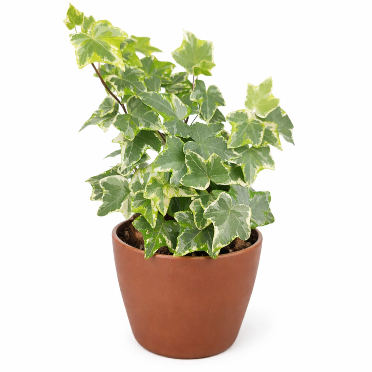 Ivy Kolibre, Hedera helix Kolibri, English Ivy Kolibre, ivy plant, kolibre ivy, ivy plant care, ivy plant for sale, Ivy Kolibre care, Ivy Kolibre near me, trailing houseplants