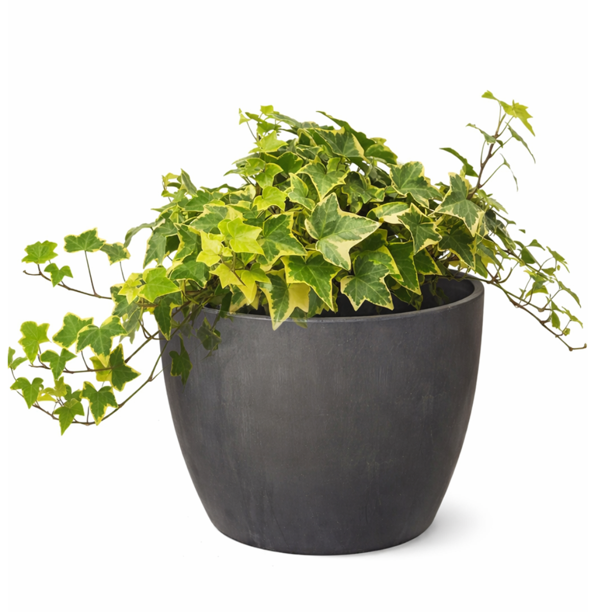 Ivy Kolibre, Hedera helix Kolibri, English Ivy Kolibre, ivy plant, kolibre ivy, ivy plant care, ivy plant for sale, Ivy Kolibre care, Ivy Kolibre near me, trailing houseplants