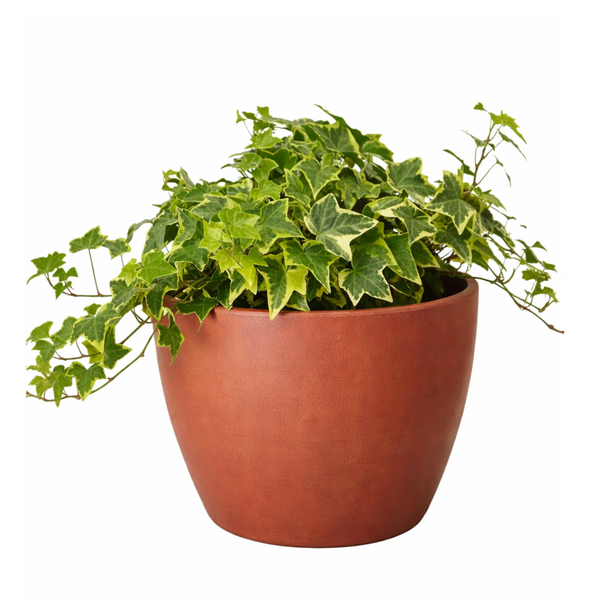Ivy Kolibre, Hedera helix Kolibri, English Ivy Kolibre, ivy plant, kolibre ivy, ivy plant care, ivy plant for sale, Ivy Kolibre care, Ivy Kolibre near me, trailing houseplants