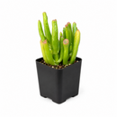 buy crassula ovata 'gollum' jade live air plant 2 inch online, soft pale-green elongated tubular leaves with burgundy-red tip coloring, compact mounding succulent form ideal for container cultivation indoors, remarkably adaptable to average household light and humidity conditions, super low-maintenance plant perfect for busy or beginning gardeners, stunning contemporary minimalist decor accent, thoughtful gift for anyone seeking low-care houseplants