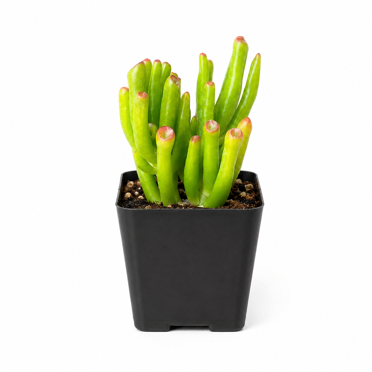 2 inch crassula ovata 'gollum' jade live air plant for sale, elongated tubular leaves in soft sage with darker red-tipped margins, upright branching structure creating striking modern form, thrives in bright conditions and develops richer coloration when stressed, super low-water indoor succulent, perfect accent for minimalist interior spaces, thoughtful plant gift for collectors