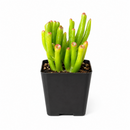 buy crassula ovata 'gollum' jade live air plant 2 inch online, soft pale-green elongated tubular leaves with burgundy-red tip coloring, compact mounding succulent form ideal for container cultivation indoors, remarkably adaptable to average household light and humidity conditions, super low-maintenance plant perfect for busy or beginning gardeners, stunning contemporary minimalist decor accent, thoughtful gift for anyone seeking low-care houseplants