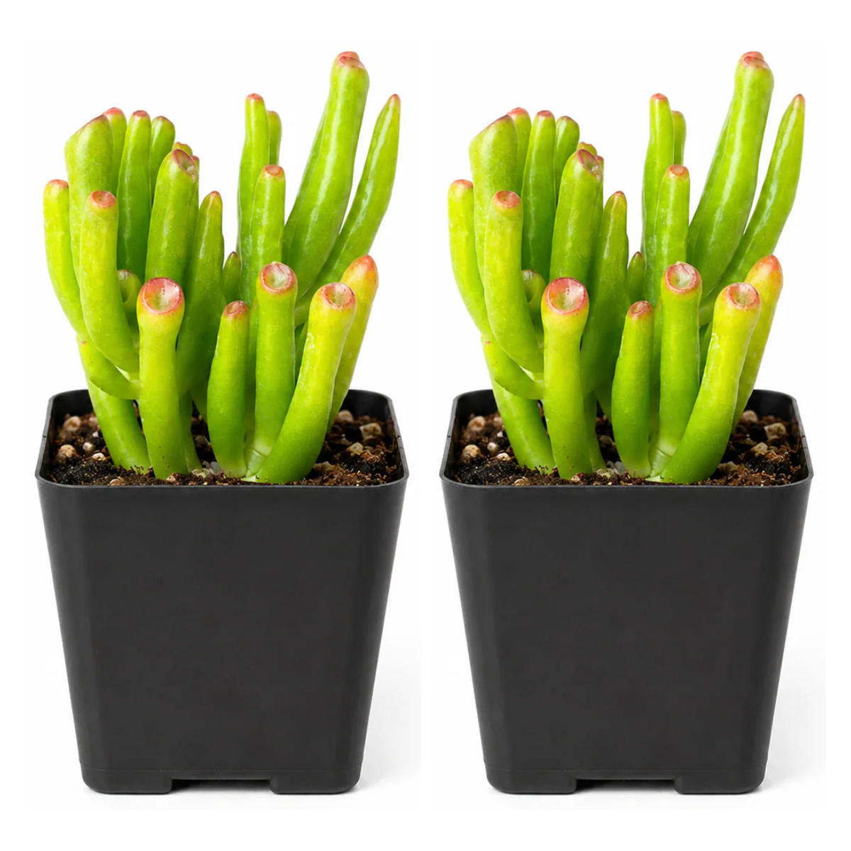 Crassula Ovata 'Gollum' Jade