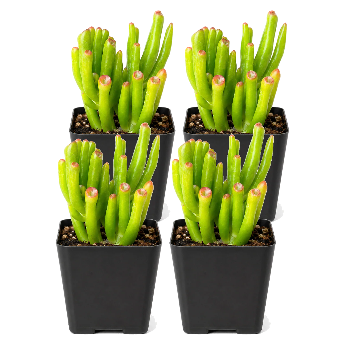 Crassula Ovata 'Gollum' Jade