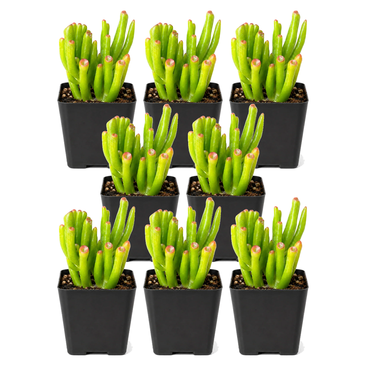 Crassula Ovata 'Gollum' Jade