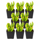 Crassula Ovata 'Gollum' Jade