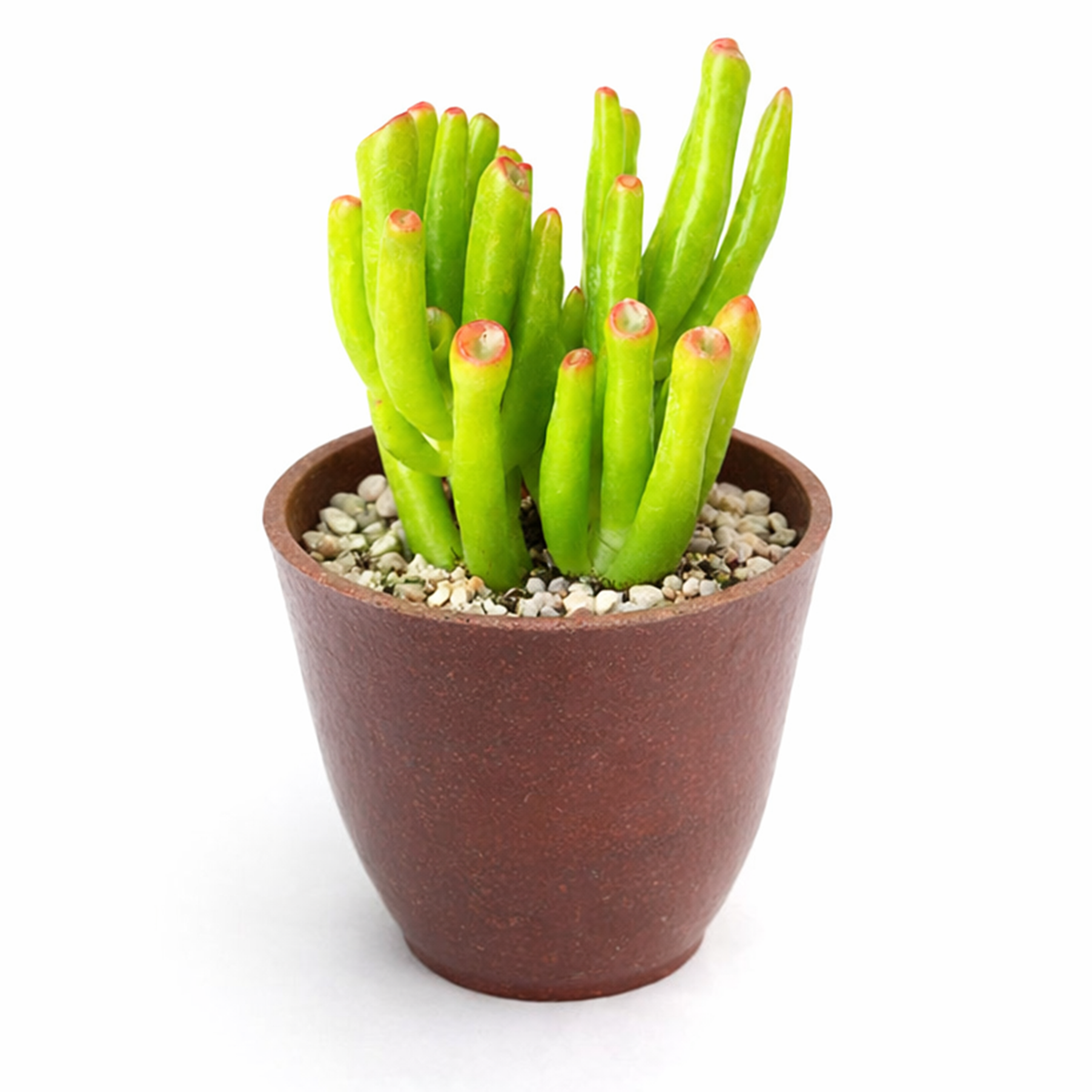 buy crassula ovata 'gollum' jade live air plant 2 inch online, peculiar trumpet-shaped foliage in pale chartreuse with mahogany leaf tips, unique alien-like growth form that matures into branching clusters, responds dramatically to light intensity with color shifts, completely drought-resistant and pest-free, lovely bright corner plant display, distinctive gift for adventurous plant lovers