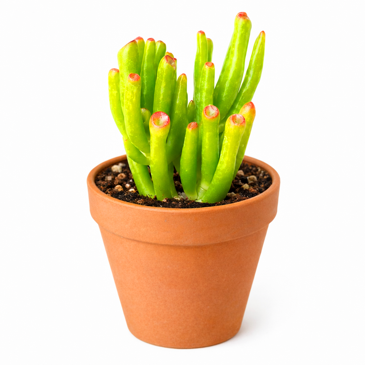 2 inch crassula ovata 'gollum' jade live air plant for sale, finger-like tubular green leaves with wine-colored pigmentation at edges, compact mounding structure ideal for container planting, slow grower that requires minimal intervention and watering, ornamental succulent with unusual textural appeal, beautiful living room accent plant, special gift for hard-to-impress plant collectors