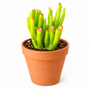 buy crassula ovata 'gollum' jade live air plant 2 inch online, soft pale-green elongated tubular leaves with burgundy-red tip coloring, compact mounding succulent form ideal for container cultivation indoors, remarkably adaptable to average household light and humidity conditions, super low-maintenance plant perfect for busy or beginning gardeners, stunning contemporary minimalist decor accent, thoughtful gift for anyone seeking low-care houseplants