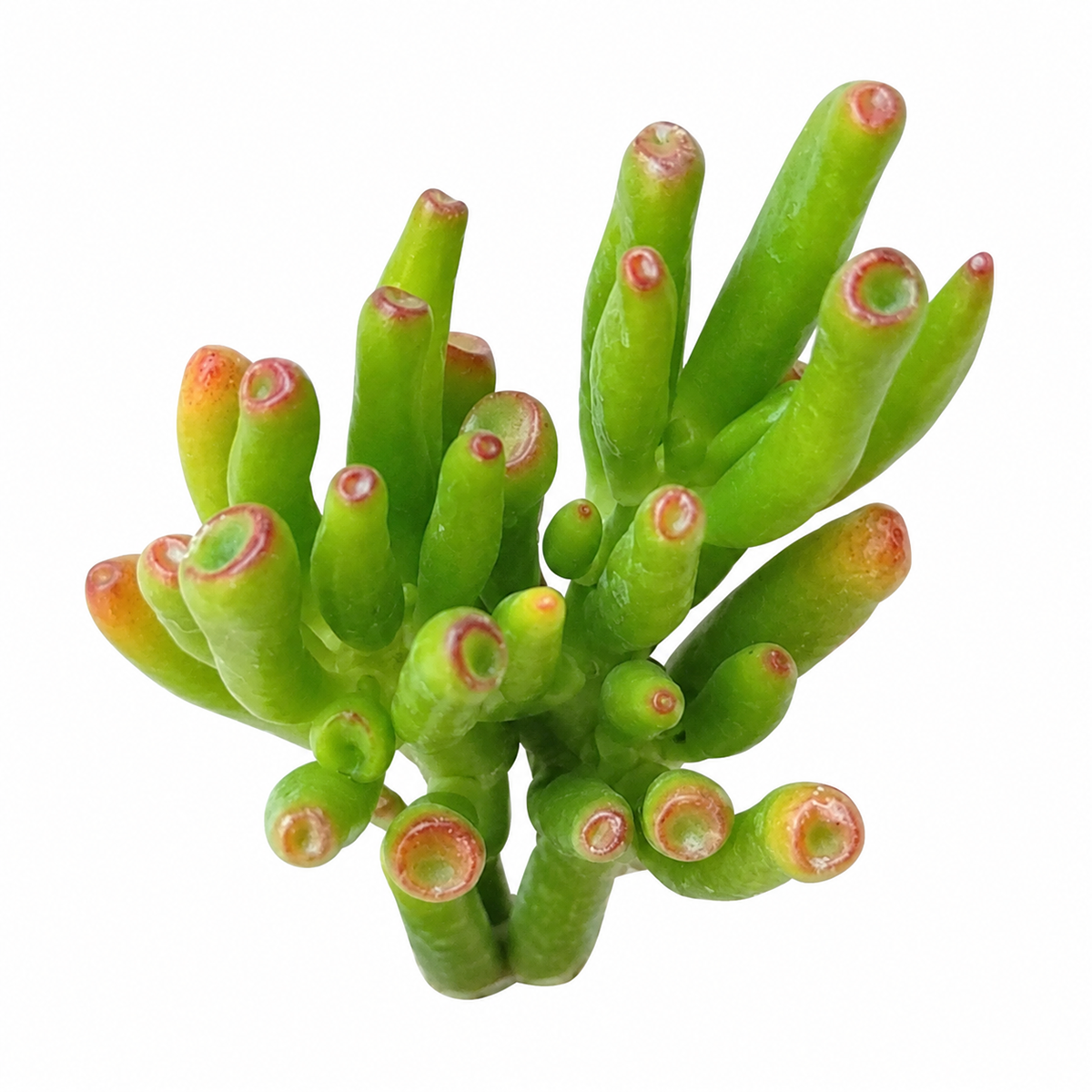 2 inch crassula ovata 'gollum' jade live air plant for sale, distinctive finger-like tubular foliage with deep burgundy leaf margins, slow-growing compact succulent with architectural branching, adapts well to indoor conditions with minimal watering, resilient low-care houseplant for beginners, stunning bright windowsill decor, rare collector plant gift