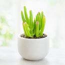 buy crassula ovata 'gollum' jade live air plant 2 inch online, soft pale-green elongated tubular leaves with burgundy-red tip coloring, compact mounding succulent form ideal for container cultivation indoors, remarkably adaptable to average household light and humidity conditions, super low-maintenance plant perfect for busy or beginning gardeners, stunning contemporary minimalist decor accent, thoughtful gift for anyone seeking low-care houseplants