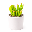 buy crassula ovata 'gollum' jade live air plant 2 inch online, soft pale-green elongated tubular leaves with burgundy-red tip coloring, compact mounding succulent form ideal for container cultivation indoors, remarkably adaptable to average household light and humidity conditions, super low-maintenance plant perfect for busy or beginning gardeners, stunning contemporary minimalist decor accent, thoughtful gift for anyone seeking low-care houseplants