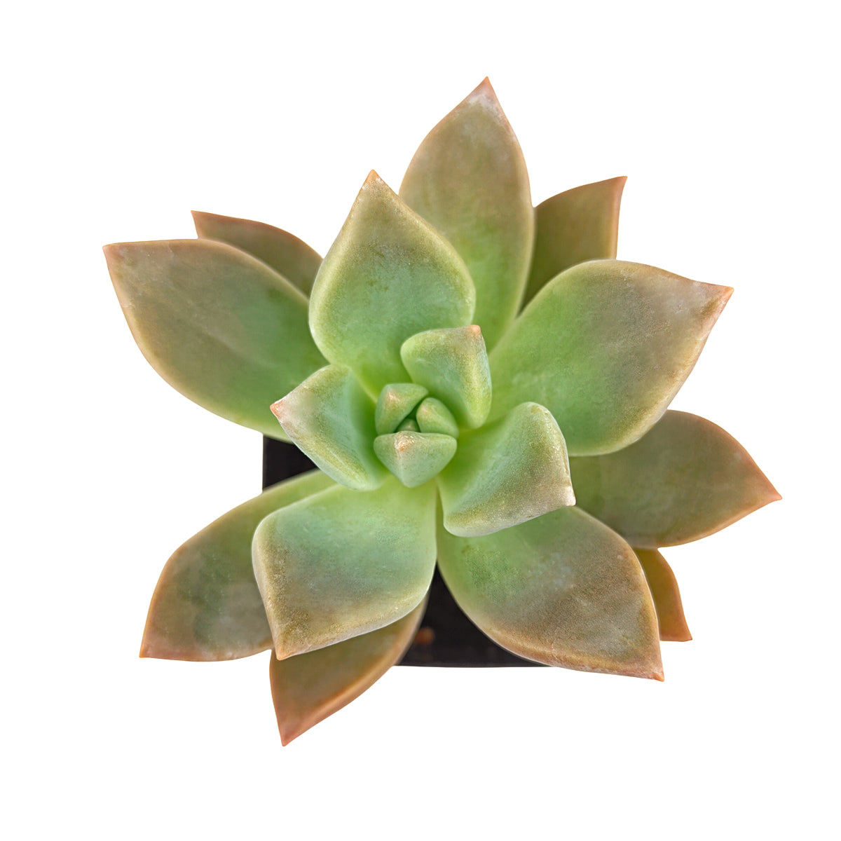 2 inch Graptopetalum 'Frank Reinelt', green succulents, indoor succulents, succulent care guide, buy succulents online