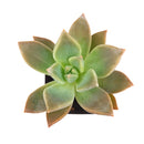 2 inch Graptopetalum 'Frank Reinelt', green succulents, indoor succulents, succulent care guide, buy succulents online