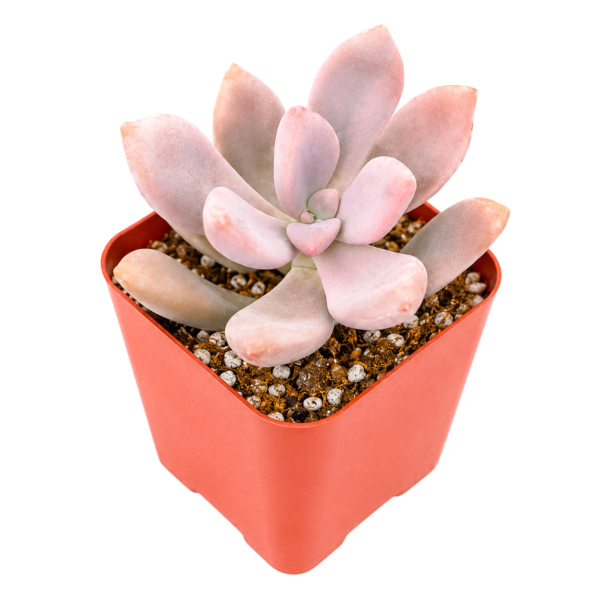 Buy 4" Graptopetalum 'Murasaki' online. This eye-catching succulent develops rich lavender and pink hues that make every rosette a striking focal point. It prefers bright conditions, a gritty cactus mix, and occasional watering during active growth. An ideal addition to succulent gardens or as a beautiful standalone display plant.