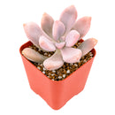 2" Graptopetalum 'Murasaki' for sale. Featuring compact rosettes and soft lavender-toned foliage, this eye-catching succulent adds color and texture to any indoor plant display. It grows best in a fast-draining cactus mix with plenty of light and minimal watering. An excellent choice for decorative planters, shelves, or thoughtful gifts for plant lovers.