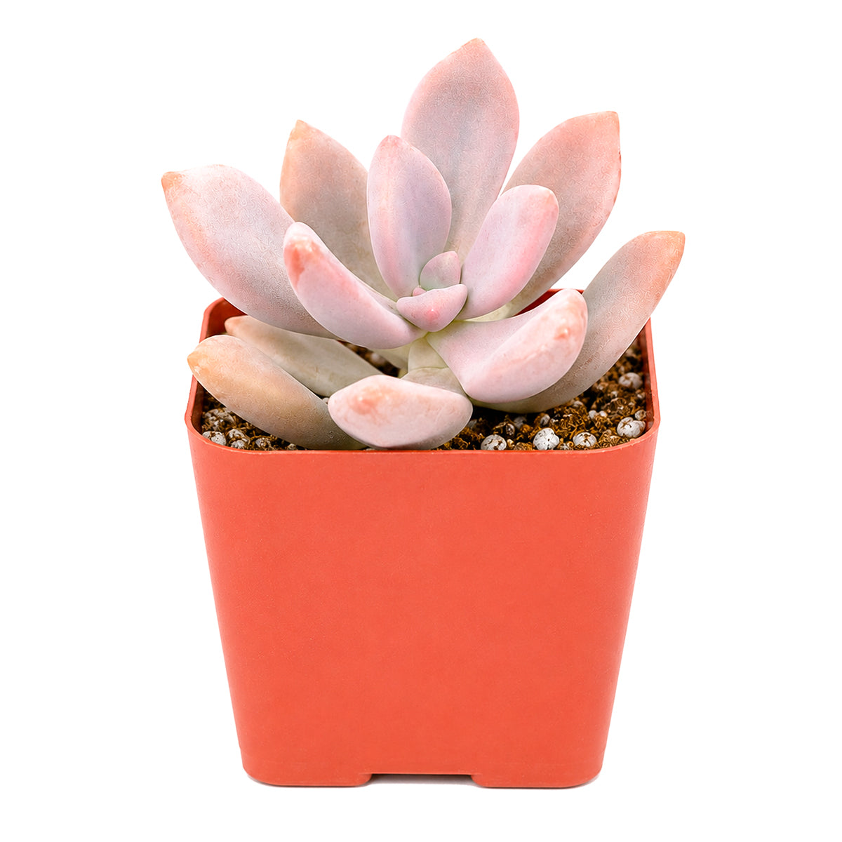 4" Graptopetalum 'Murasaki' for sale. Known for its graceful rosette shape and colorful foliage, this succulent brings year-round beauty to shelves, windowsills, and tabletop planters. It grows well in bright light with excellent drainage and requires very little maintenance. Perfect for collectors and anyone who enjoys elegant, easy-care succulents.