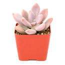 2" Graptopetalum 'Murasaki' for sale. Featuring compact rosettes and soft lavender-toned foliage, this eye-catching succulent adds color and texture to any indoor plant display. It grows best in a fast-draining cactus mix with plenty of light and minimal watering. An excellent choice for decorative planters, shelves, or thoughtful gifts for plant lovers.