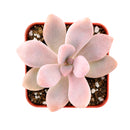 2" Graptopetalum 'Murasaki' for sale. Featuring compact rosettes and soft lavender-toned foliage, this eye-catching succulent adds color and texture to any indoor plant display. It grows best in a fast-draining cactus mix with plenty of light and minimal watering. An excellent choice for decorative planters, shelves, or thoughtful gifts for plant lovers.