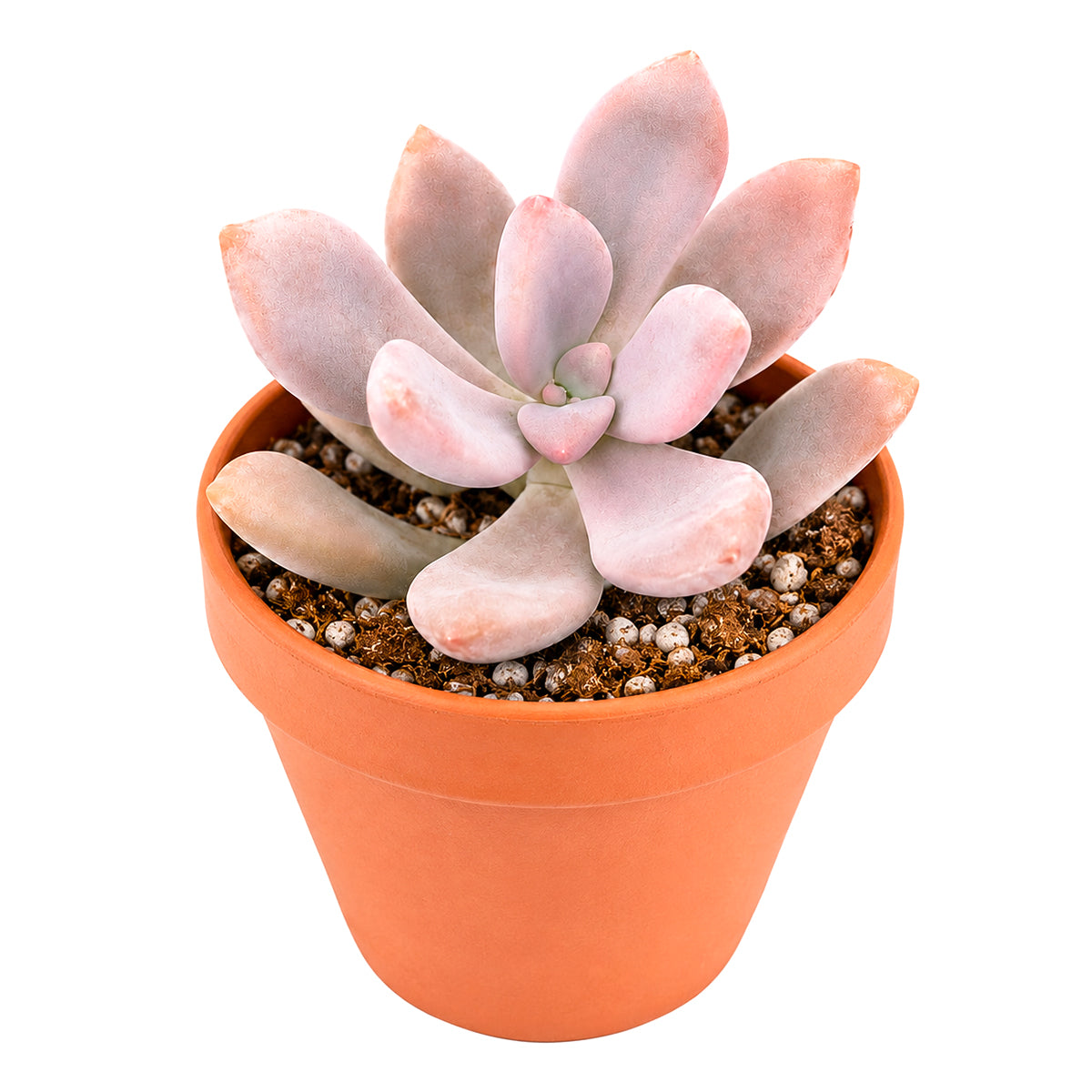 Buy 2" Graptopetalum 'Murasaki' online. This beautiful hybrid is admired for its symmetrical rosette and vibrant purple shades that become even more striking throughout the seasons. It prefers bright conditions, well-draining soil, and light watering once the soil has dried completely. A wonderful specimen for succulent arrangements or as a standout piece in any collection.