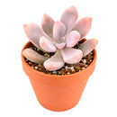 2" Graptopetalum 'Murasaki' for sale. Featuring compact rosettes and soft lavender-toned foliage, this eye-catching succulent adds color and texture to any indoor plant display. It grows best in a fast-draining cactus mix with plenty of light and minimal watering. An excellent choice for decorative planters, shelves, or thoughtful gifts for plant lovers.