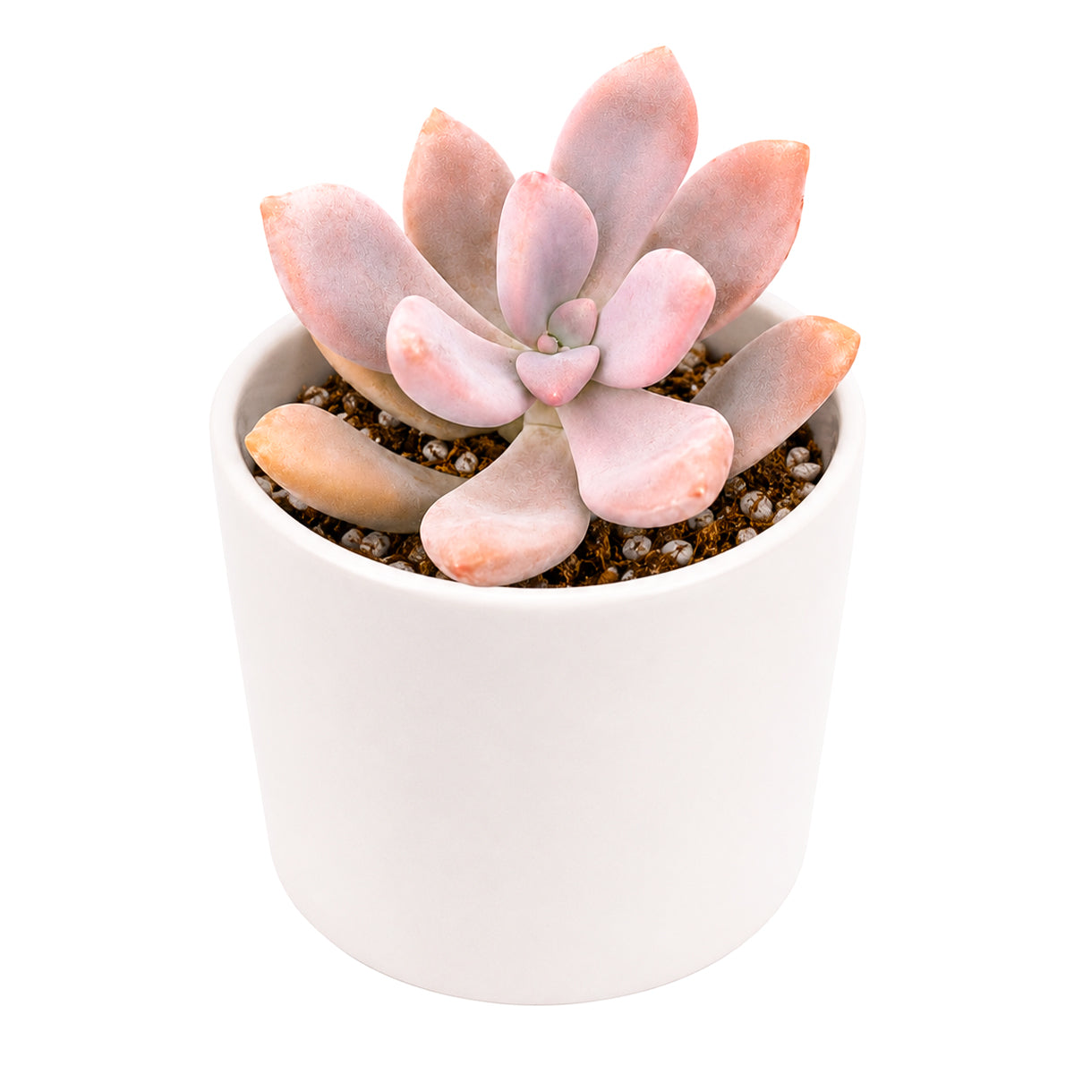 2" Graptopetalum 'Murasaki' for sale. Featuring compact rosettes and soft lavender-toned foliage, this eye-catching succulent adds color and texture to any indoor plant display. It grows best in a fast-draining cactus mix with plenty of light and minimal watering. An excellent choice for decorative planters, shelves, or thoughtful gifts for plant lovers.