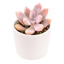 2" Graptopetalum 'Murasaki' for sale. Featuring compact rosettes and soft lavender-toned foliage, this eye-catching succulent adds color and texture to any indoor plant display. It grows best in a fast-draining cactus mix with plenty of light and minimal watering. An excellent choice for decorative planters, shelves, or thoughtful gifts for plant lovers.