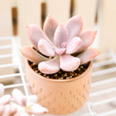 2" Graptopetalum 'Murasaki' for sale. Featuring compact rosettes and soft lavender-toned foliage, this eye-catching succulent adds color and texture to any indoor plant display. It grows best in a fast-draining cactus mix with plenty of light and minimal watering. An excellent choice for decorative planters, shelves, or thoughtful gifts for plant lovers.