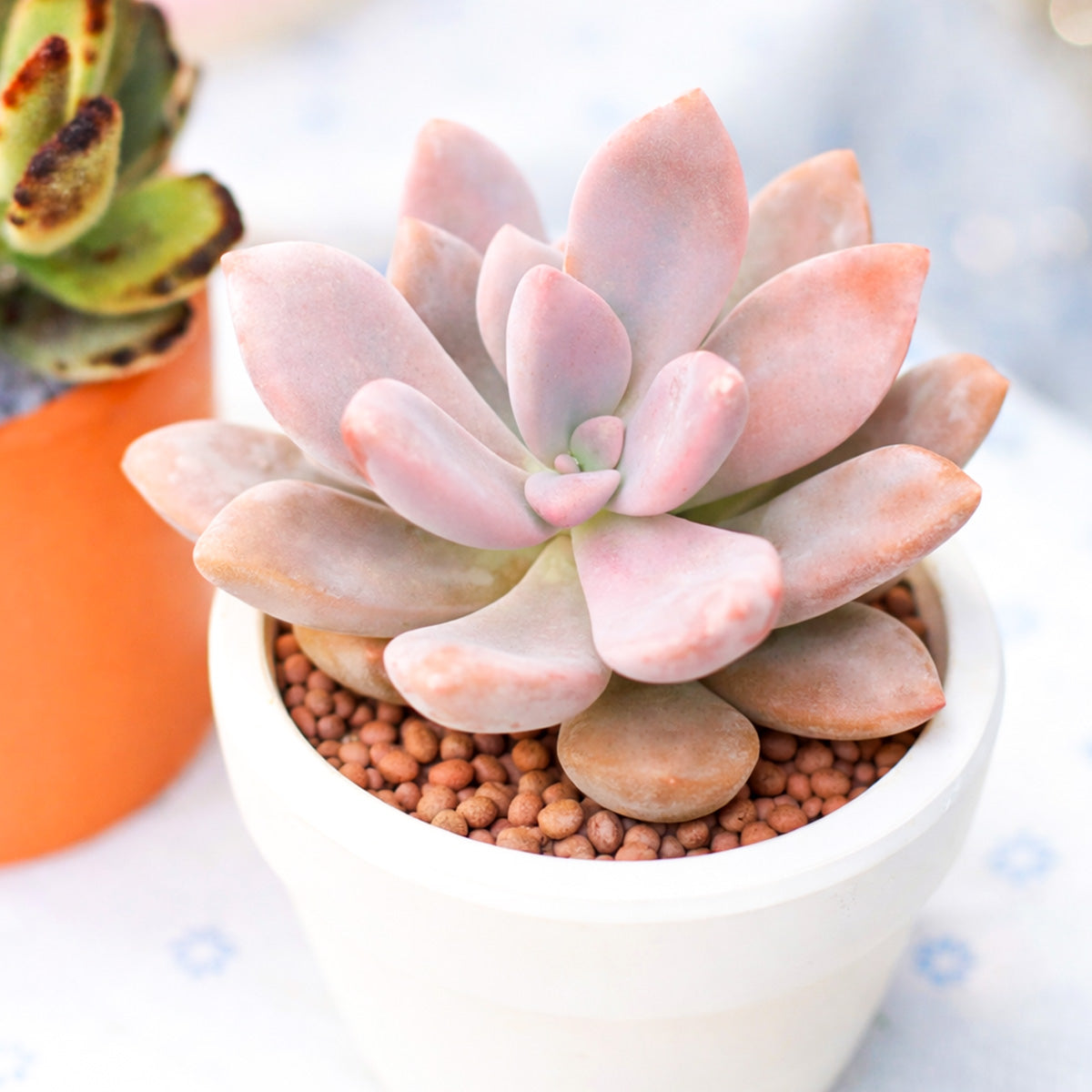 2 inch Graptopetalum ‘Murasaki’, pink succulents, indoor succulents, succulent care guide, buy succulents online