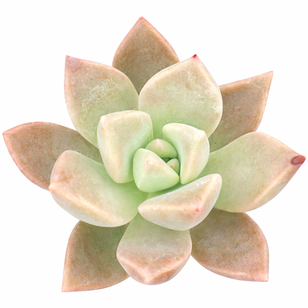 2 inch Graptopetalum 'Frank Reinelt', green succulents, indoor succulents, succulent care guide, buy succulents online