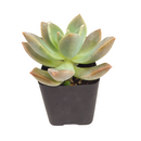 2 inch Graptopetalum 'Frank Reinelt', green succulents, indoor succulents, succulent care guide, buy succulents online